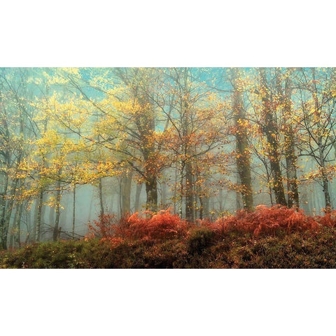 Beeches In White Modern Wood Framed Art Print by Van de Goor, Lars