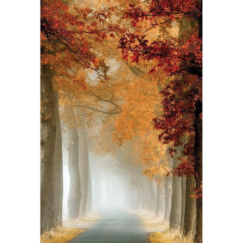 Wonder Curve Black Modern Wood Framed Art Print by Van de Goor, Lars