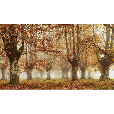 Misty Pan Black Modern Wood Framed Art Print by Van de Goor, Lars