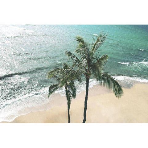 Maui Palm Black Modern Wood Framed Art Print by Carpentieri, Natalie