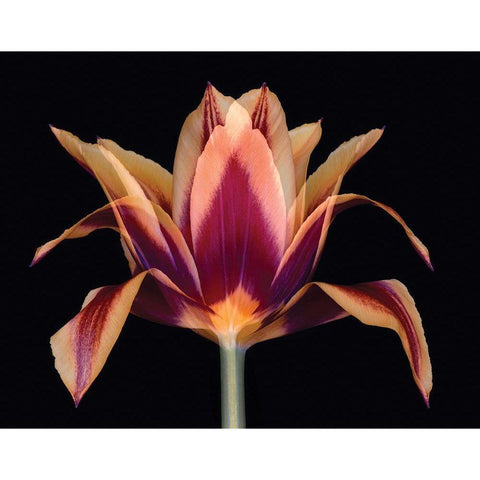 Red Tulip Gold Ornate Wood Framed Art Print with Double Matting by Delimont, Danita