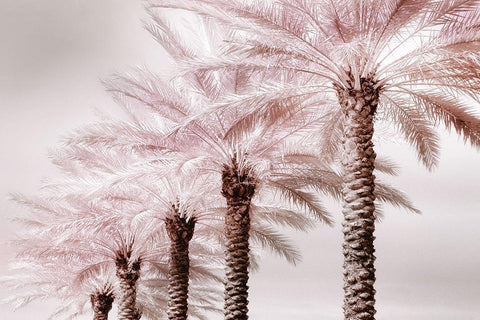 Stately Palms White Modern Wood Framed Art Print with Double Matting by Delimont, Danita