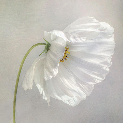 Daisy Detail Black Modern Wood Framed Art Print with Double Matting by Disher, Mandy