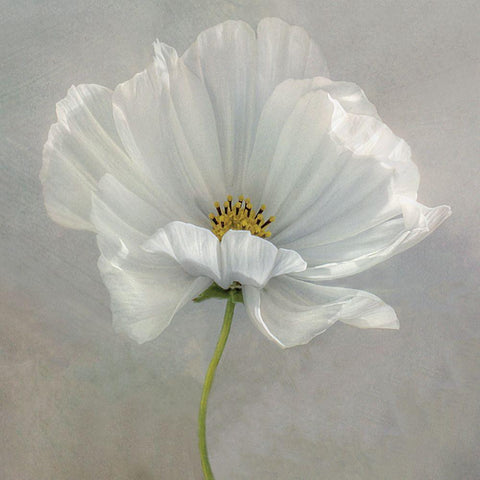 Daisy Detail Gold Ornate Wood Framed Art Print with Double Matting by Disher, Mandy
