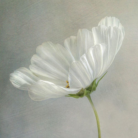Daisy Detail Gold Ornate Wood Framed Art Print with Double Matting by Disher, Mandy