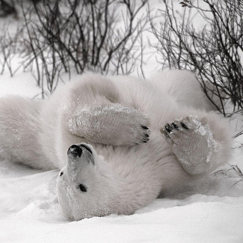 Hudson Bay White Modern Wood Framed Art Print with Double Matting by Delimont, Danita