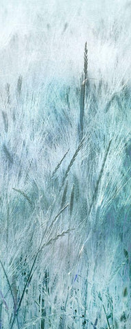 Blue Field Black Ornate Wood Framed Art Print with Double Matting by Weisz, Irene
