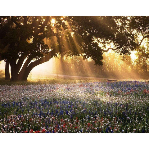 Morning Meadow Black Modern Wood Framed Art Print with Double Matting by Delimont, Danita