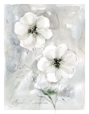 White Anemone White Modern Wood Framed Art Print with Double Matting by Robinson, Carol