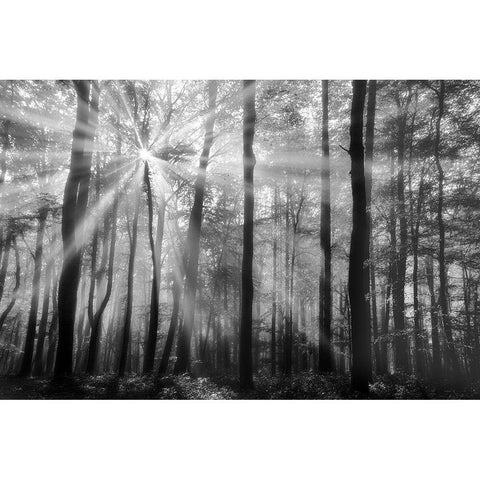 Breaking Through Black Modern Wood Framed Art Print with Double Matting by Weisz, Irene