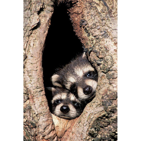 Peeking Out White Modern Wood Framed Art Print by Jones, Adam