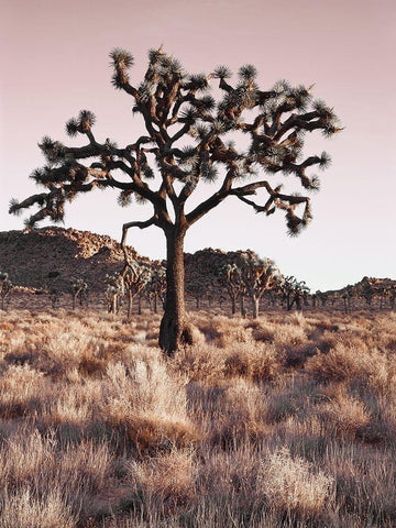 Joshua Tree Black Ornate Wood Framed Art Print with Double Matting by Delimont, Danita