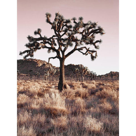 Joshua Tree Black Modern Wood Framed Art Print by Delimont, Danita