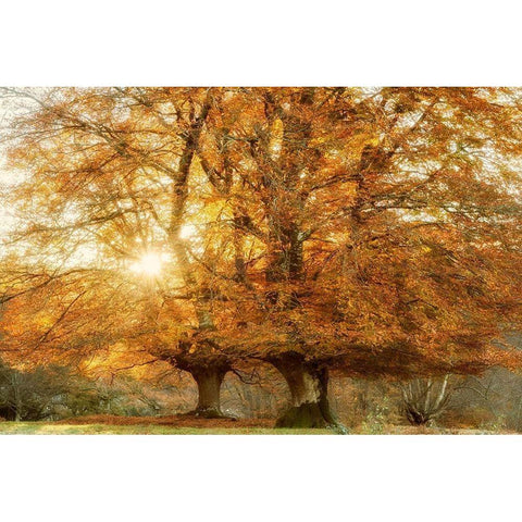 Couple of Beeches Black Modern Wood Framed Art Print by Van de Goor, Lars