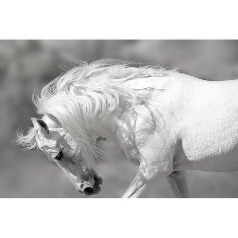 White Stallion Black Modern Wood Framed Art Print with Double Matting by Klopfer, Lee