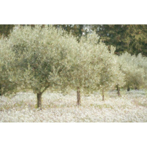 Paintograph Olive Trees White Modern Wood Framed Art Print by Van de Goor, Lars