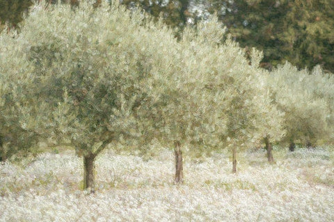 Paintograph Olive Trees White Modern Wood Framed Art Print with Double Matting by Van de Goor, Lars