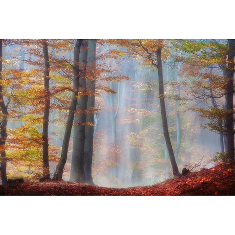 Always Magic Gold Ornate Wood Framed Art Print with Double Matting by Weisz, Irene