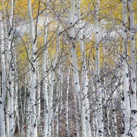 Mountain Aspen Black Modern Wood Framed Art Print by Luhm, Gary