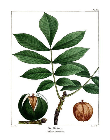 Nut Hickory White Modern Wood Framed Art Print with Double Matting by Donovan, Kelly