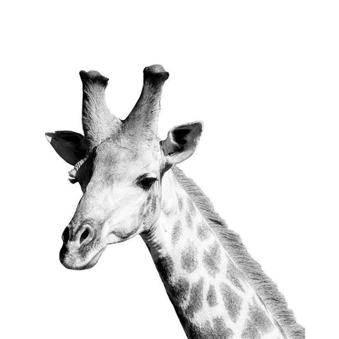 Safari Giraffe Gold Ornate Wood Framed Art Print with Double Matting by Hopkins, Cindy Miller