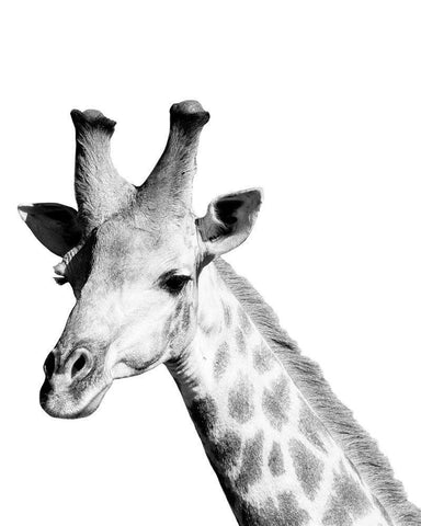 Safari Giraffe Black Ornate Wood Framed Art Print with Double Matting by Hopkins, Cindy Miller