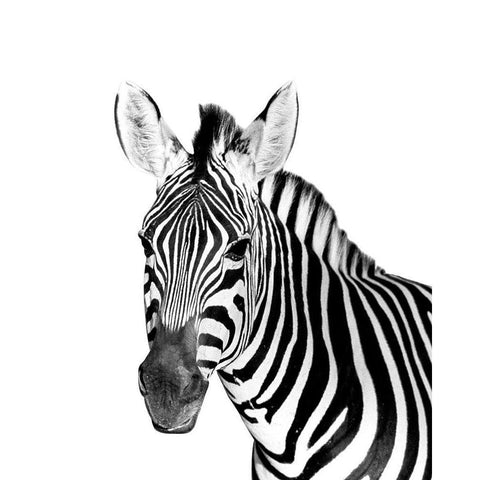 Safari Zebra Gold Ornate Wood Framed Art Print with Double Matting by Westmoreland, Robin