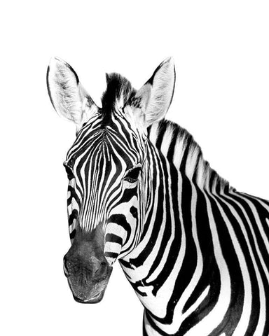 Safari Zebra White Modern Wood Framed Art Print with Double Matting by Westmoreland, Robin