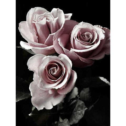 Rose Noir I White Modern Wood Framed Art Print by Miller, Anna