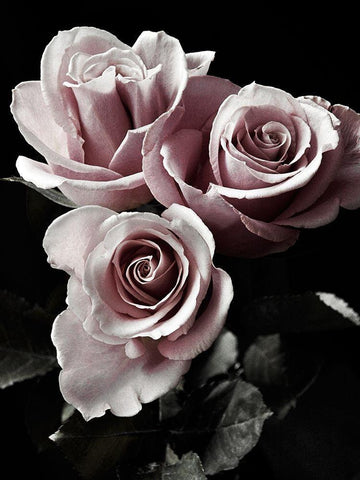Rose Noir I White Modern Wood Framed Art Print with Double Matting by Miller, Anna