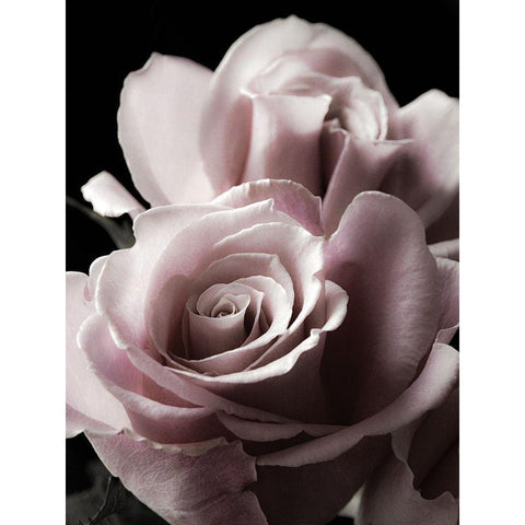 Rose Noir II Gold Ornate Wood Framed Art Print with Double Matting by Miller, Anna