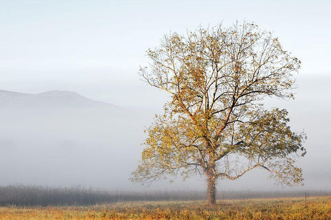 Cades Cove White Modern Wood Framed Art Print with Double Matting by Collins, Ann