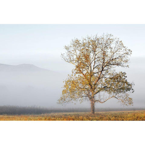 Cades Cove Gold Ornate Wood Framed Art Print with Double Matting by Collins, Ann