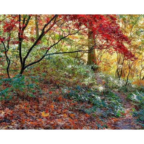 Secret Garden Black Modern Wood Framed Art Print by Gulin, Darrell