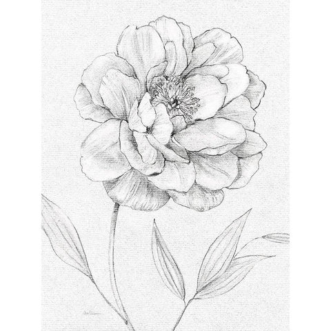 Peony Sketch Gold Ornate Wood Framed Art Print with Double Matting by Robinson, Carol