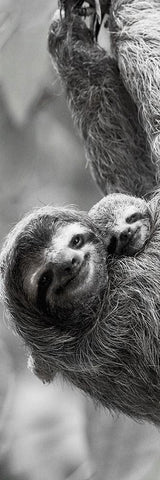 Sloth Swing Black Ornate Wood Framed Art Print with Double Matting by Goldstein, Jim
