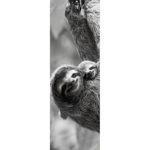 Sloth Swing Black Modern Wood Framed Art Print by Goldstein, Jim