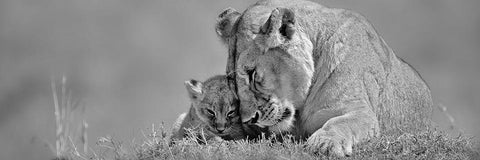 Lioness Love Black Ornate Wood Framed Art Print with Double Matting by Jones, Adam