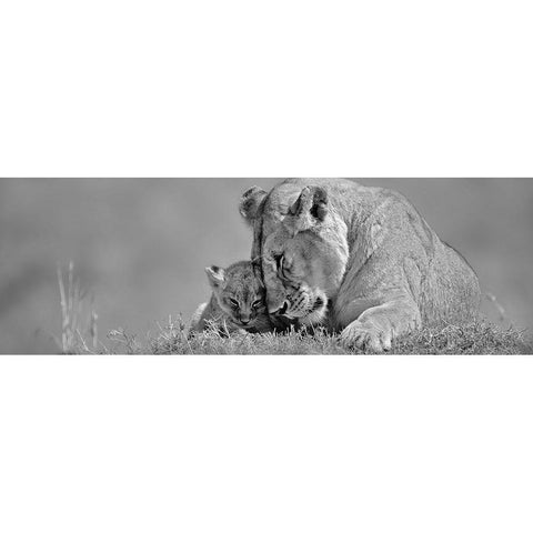 Lioness Love Gold Ornate Wood Framed Art Print with Double Matting by Jones, Adam
