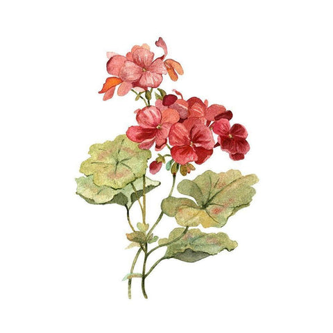 Scarlet Geranium Gold Ornate Wood Framed Art Print with Double Matting by Robinson, Carol