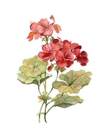 Scarlet Geranium Black Ornate Wood Framed Art Print with Double Matting by Robinson, Carol