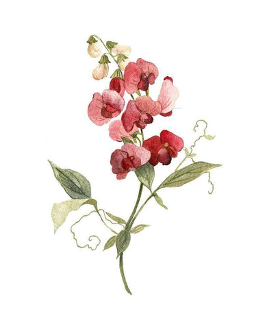 Scarlet Sweet Pea Black Ornate Wood Framed Art Print with Double Matting by Robinson, Carol