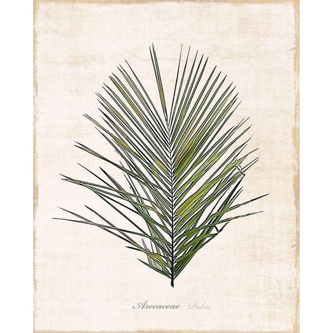 Palm Botanical I Black Modern Wood Framed Art Print with Double Matting by Carpentieri, Natalie