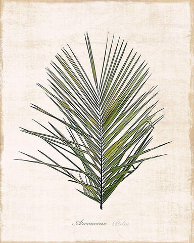 Palm Botanical I White Modern Wood Framed Art Print with Double Matting by Carpentieri, Natalie
