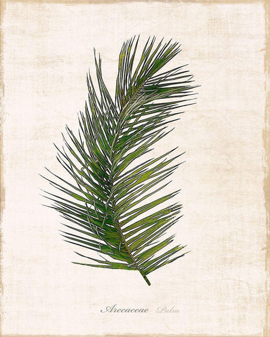 Palm Botanical II Black Ornate Wood Framed Art Print with Double Matting by Carpentieri, Natalie