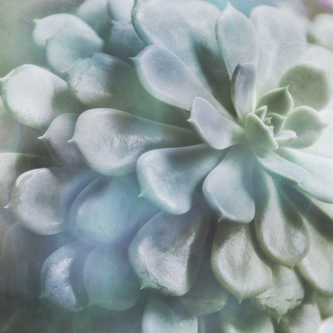 Soft Succulent I White Modern Wood Framed Art Print by Weisz, Irene