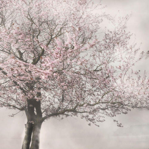Blush in the Wind I Black Modern Wood Framed Art Print by Weisz, Irene