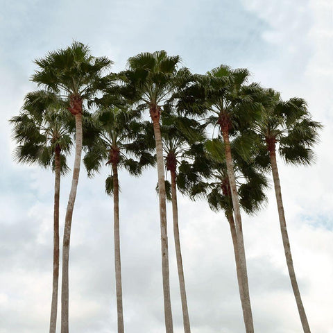 Surfs Up Black Modern Wood Framed Art Print with Double Matting by Carpentieri, Natalie