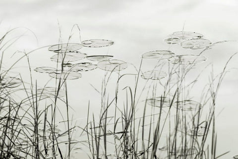 Silver Lake Lilies White Modern Wood Framed Art Print with Double Matting by Monkman, Jerry and Marcy