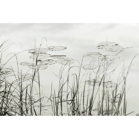 Silver Lake Lilies Black Modern Wood Framed Art Print with Double Matting by Monkman, Jerry and Marcy